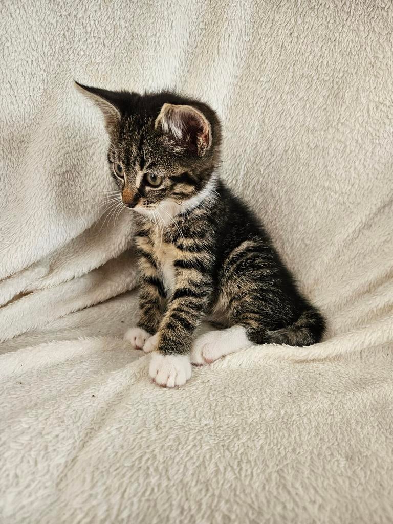 Lief meisjespoesje nu ruim 9 weken., Poes, Kortharig, 0 tot 2 jaar