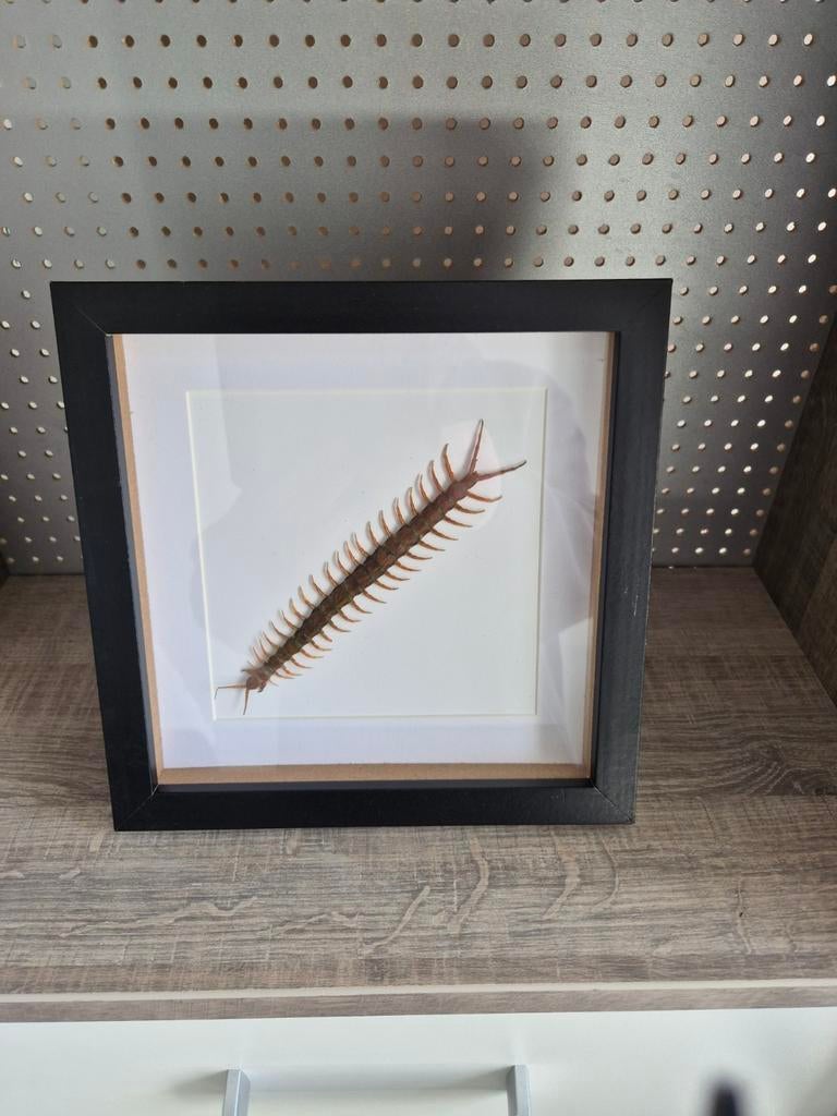 Ingelijste duizendpoot - Scolopendra, Ophalen of Verzenden, Zo goed als nieuw