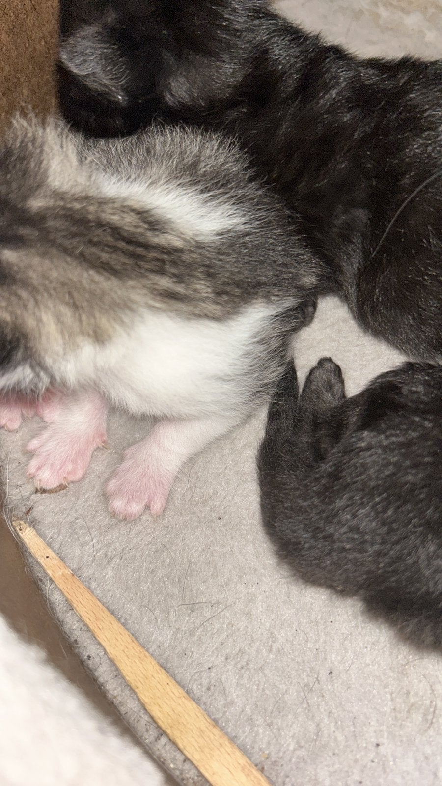 Kruising raggdol, Poes, Gechipt, 0 tot 2 jaar