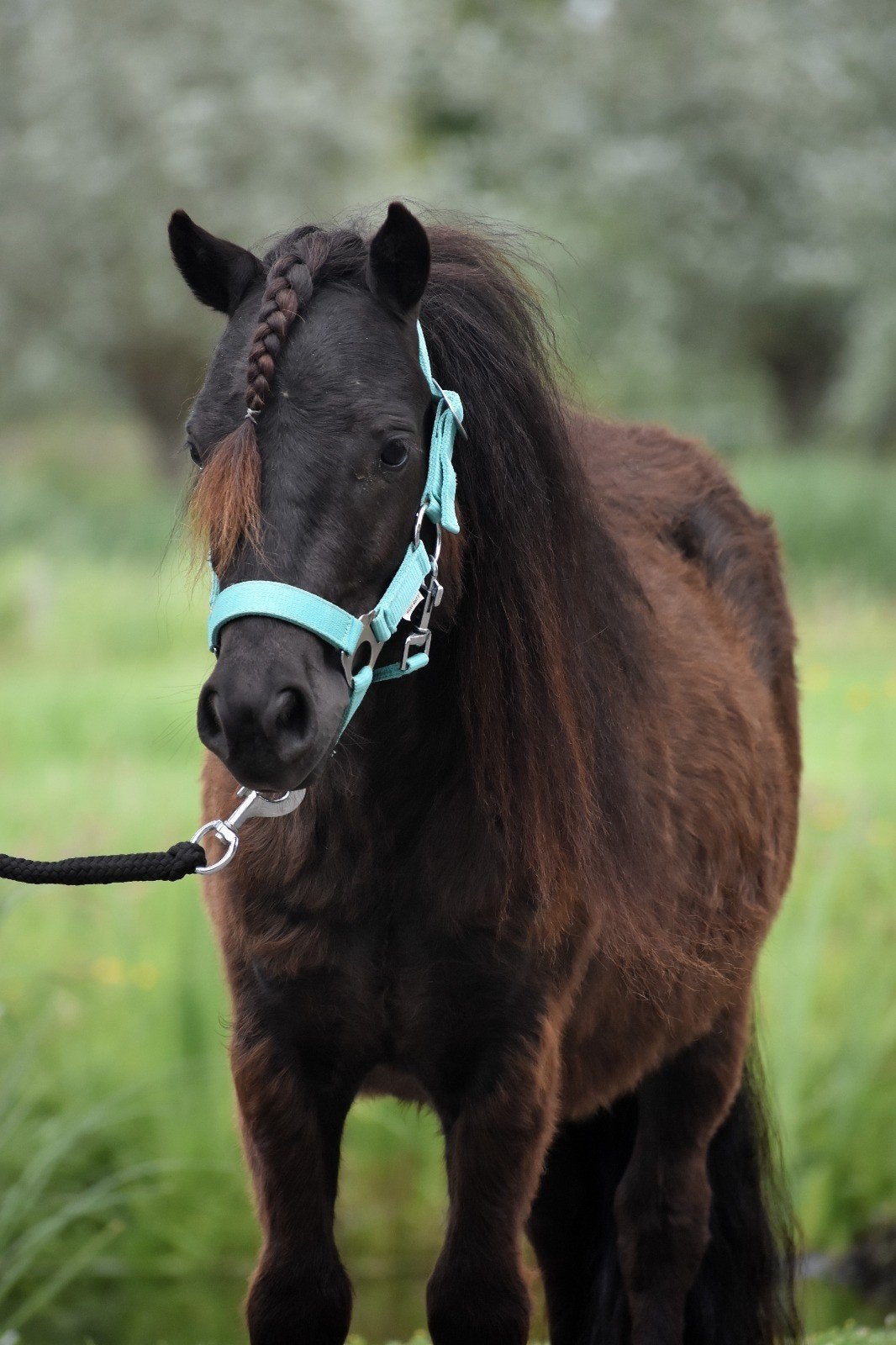 **HELE LIEVE & MOOIE  NSPS SHETLANDER RUIN**, Ruin, A pony (tot 1.17m)
