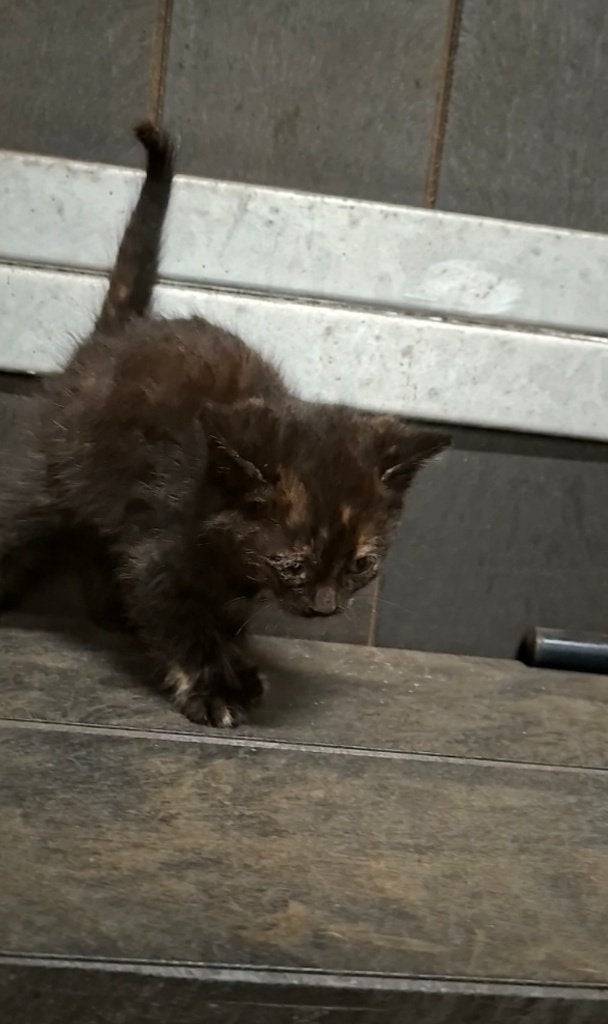 3 mooie tamme boerderij kittens, Dieren en Toebehoren, Poes, Ontwormd, 0 tot 2 jaar