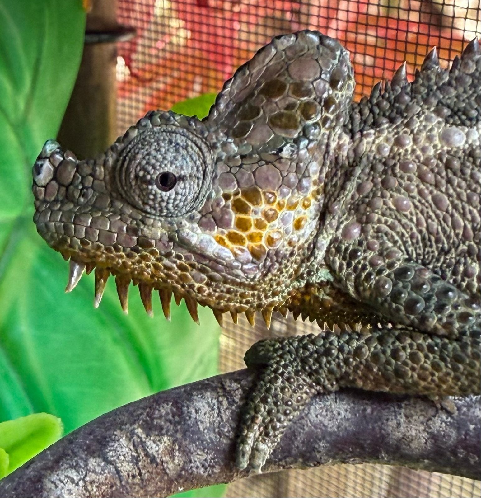 Aangeboden 2x helmkameleon trioceros hoehnelii, Schildpad, 0 tot 2 jaar