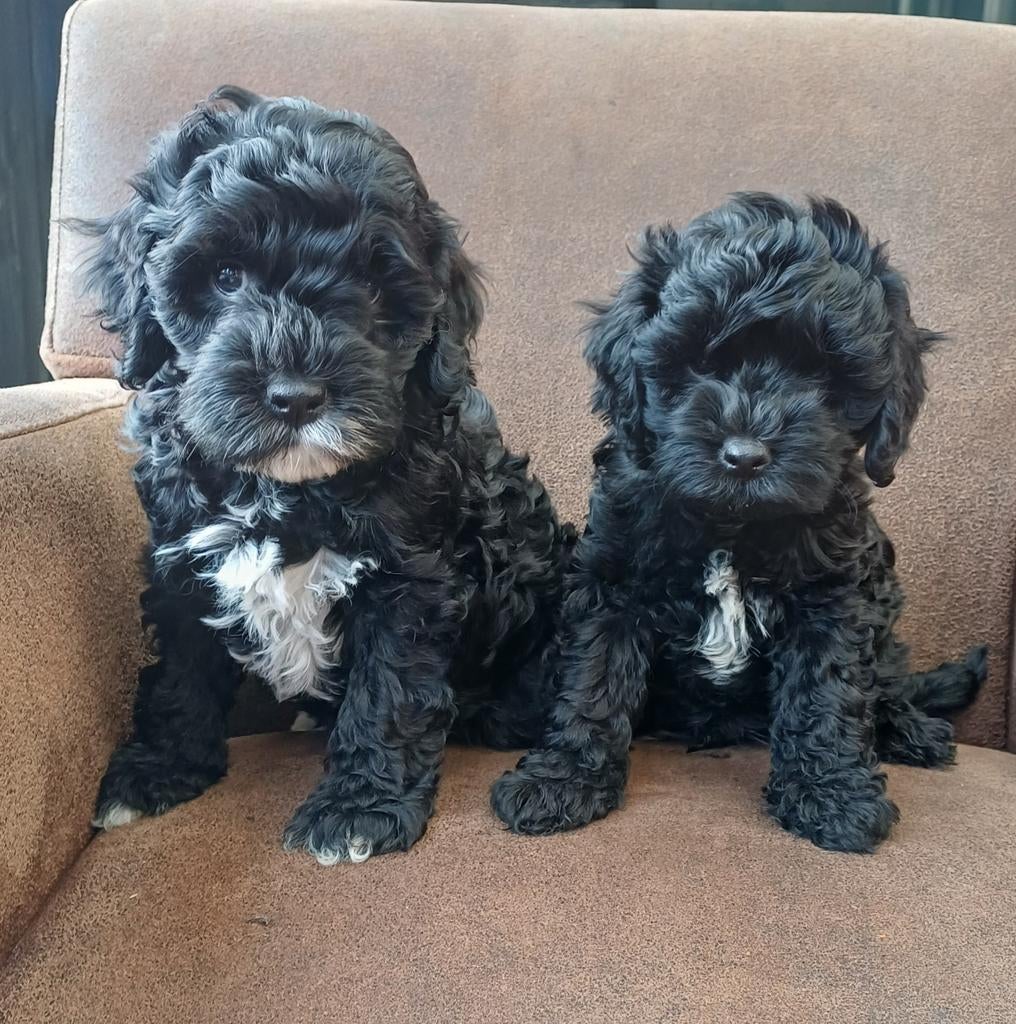 Australian Labradoodle  x poedeltje pups, 8 tot 15 weken, Meerdere dieren, Eén hond, Middel