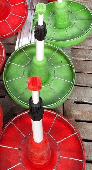 Te koop clickfeeders, Dieren en Toebehoren, Schapen, Geiten en Varkens, Mannelijk, Schaap