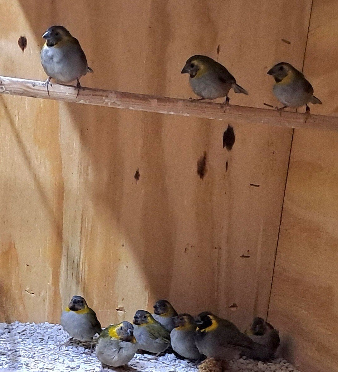 Koppel cubavinken, Dieren en Toebehoren