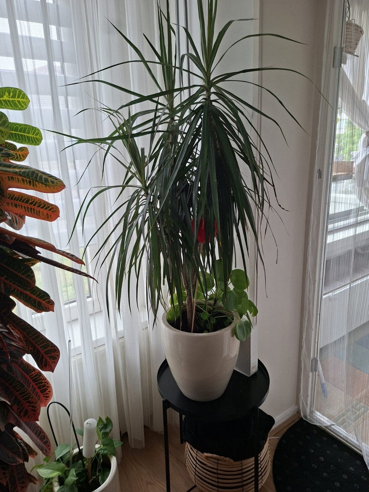 kamerplant, Ophalen
