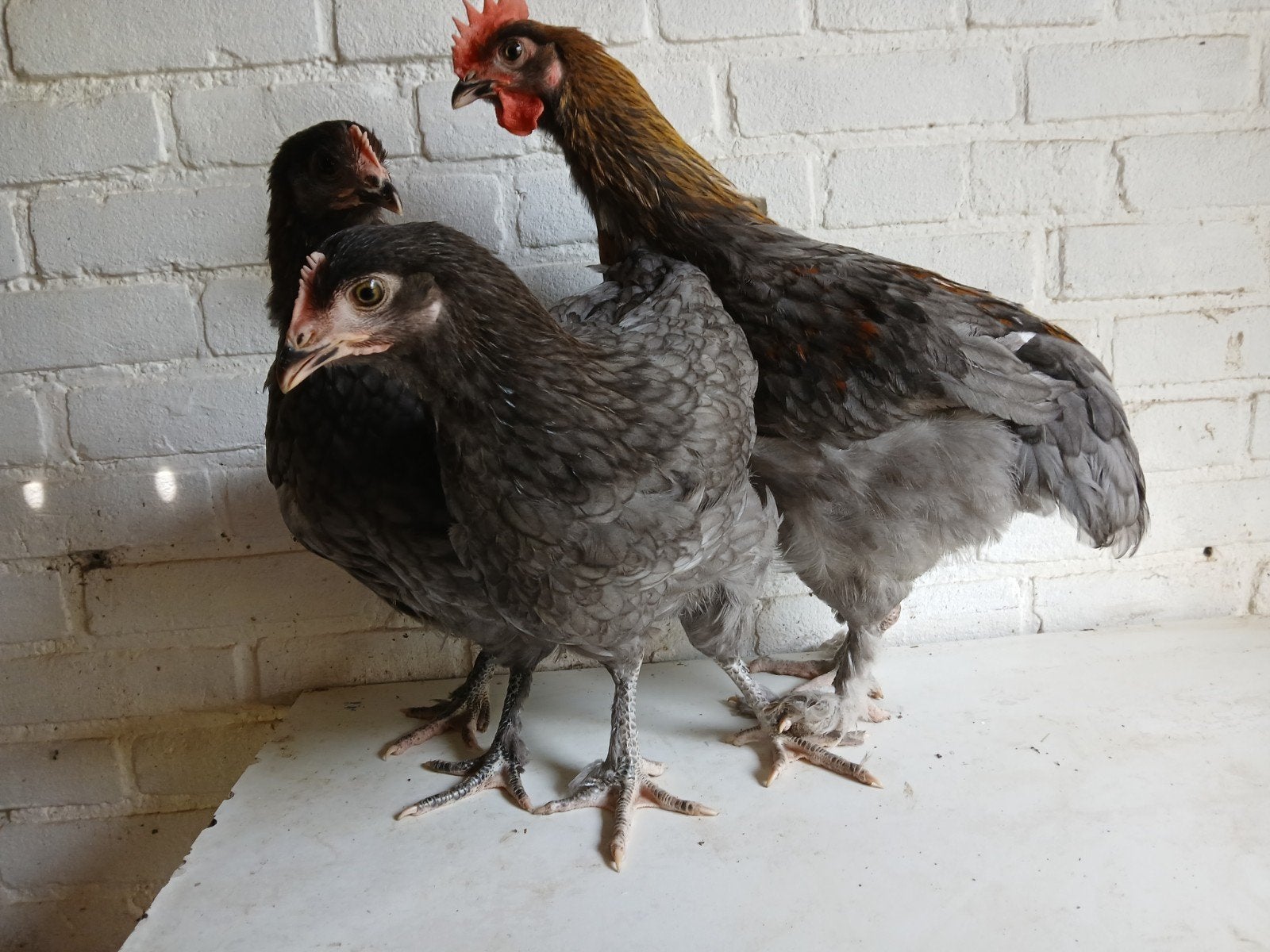 Marans trio, Dieren en Toebehoren, Pluimvee, Kip, Meerdere dieren