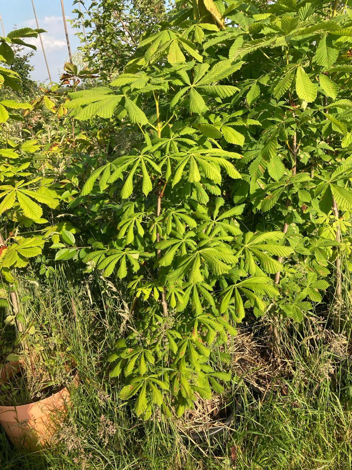 Biologische Paardenkastanje in pot, Volle zon, Vaste plant, Lente, Ophalen