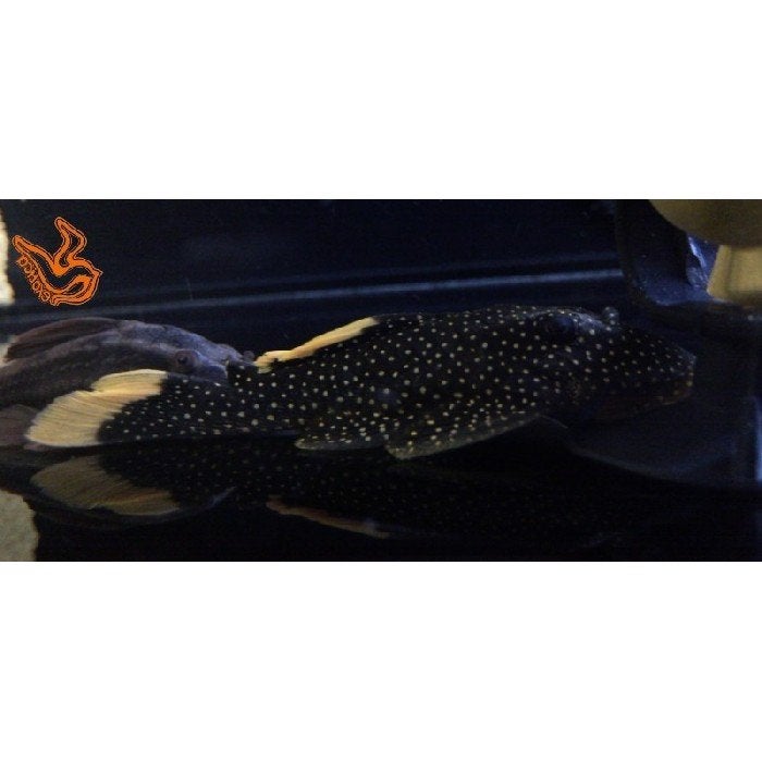 L-081 baryancistrus Xanthellus, Dieren en Toebehoren, Vis
