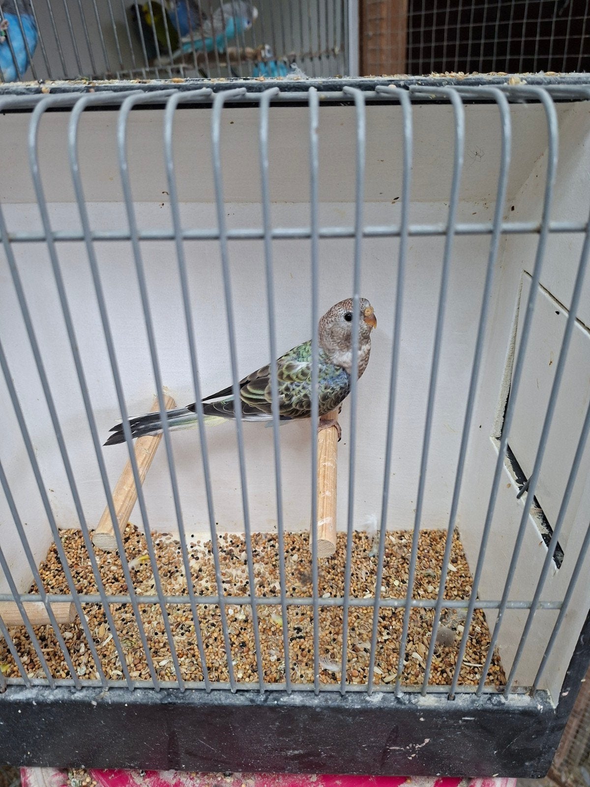 mooie bourks pop uit blauwselectie, Dieren en Toebehoren, Vogels | Parkieten en Papegaaien, Vrouwelijk