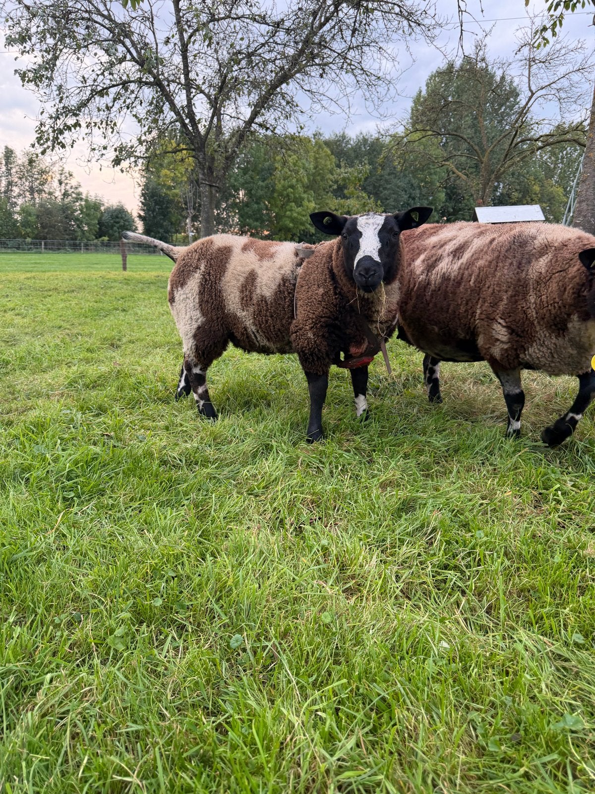Bonte ram (bok)
