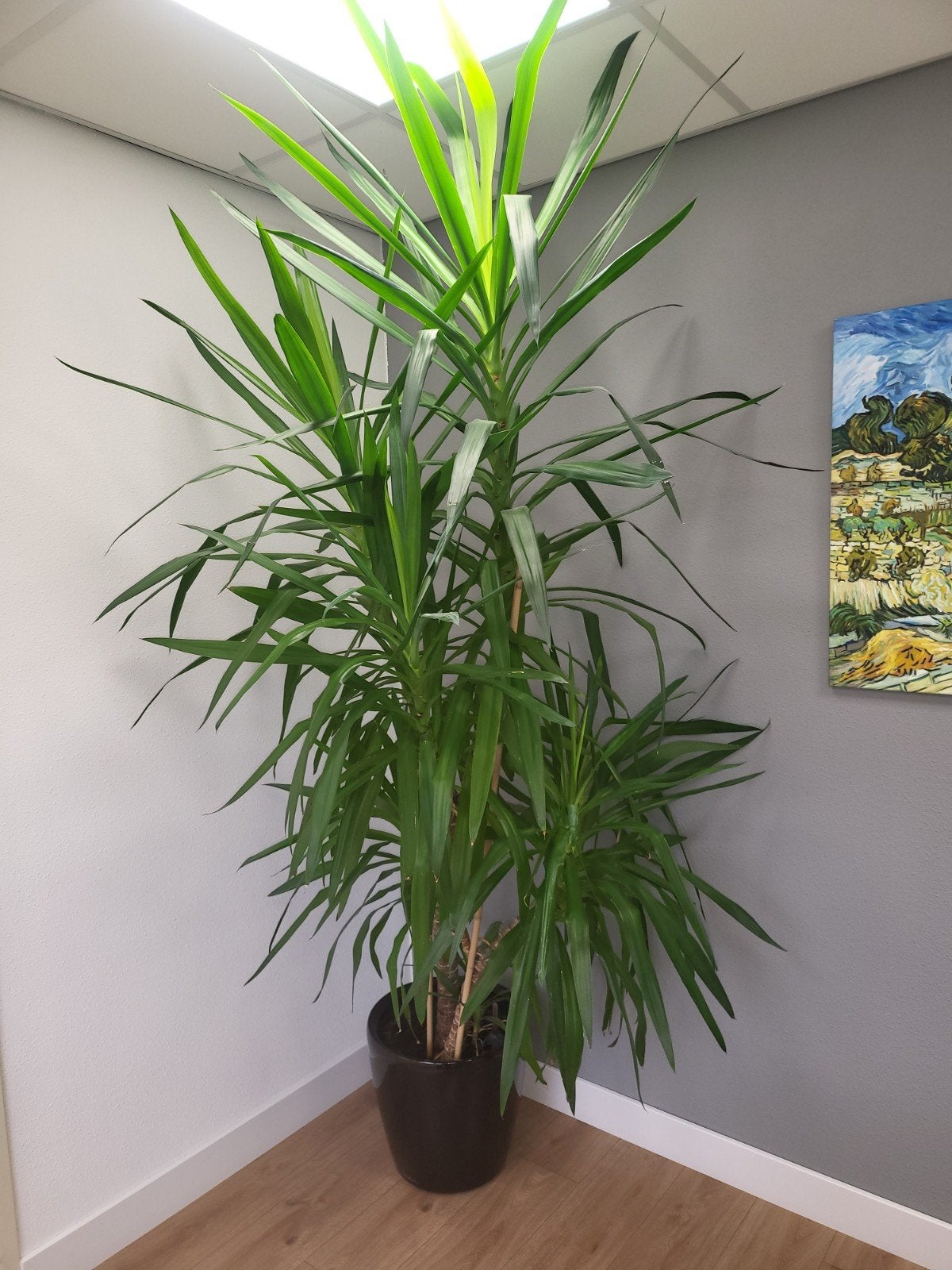 Grote Yucca in Lechuza ronde plantenbak, Ophalen, 200 cm of meer, Halfschaduw, In pot