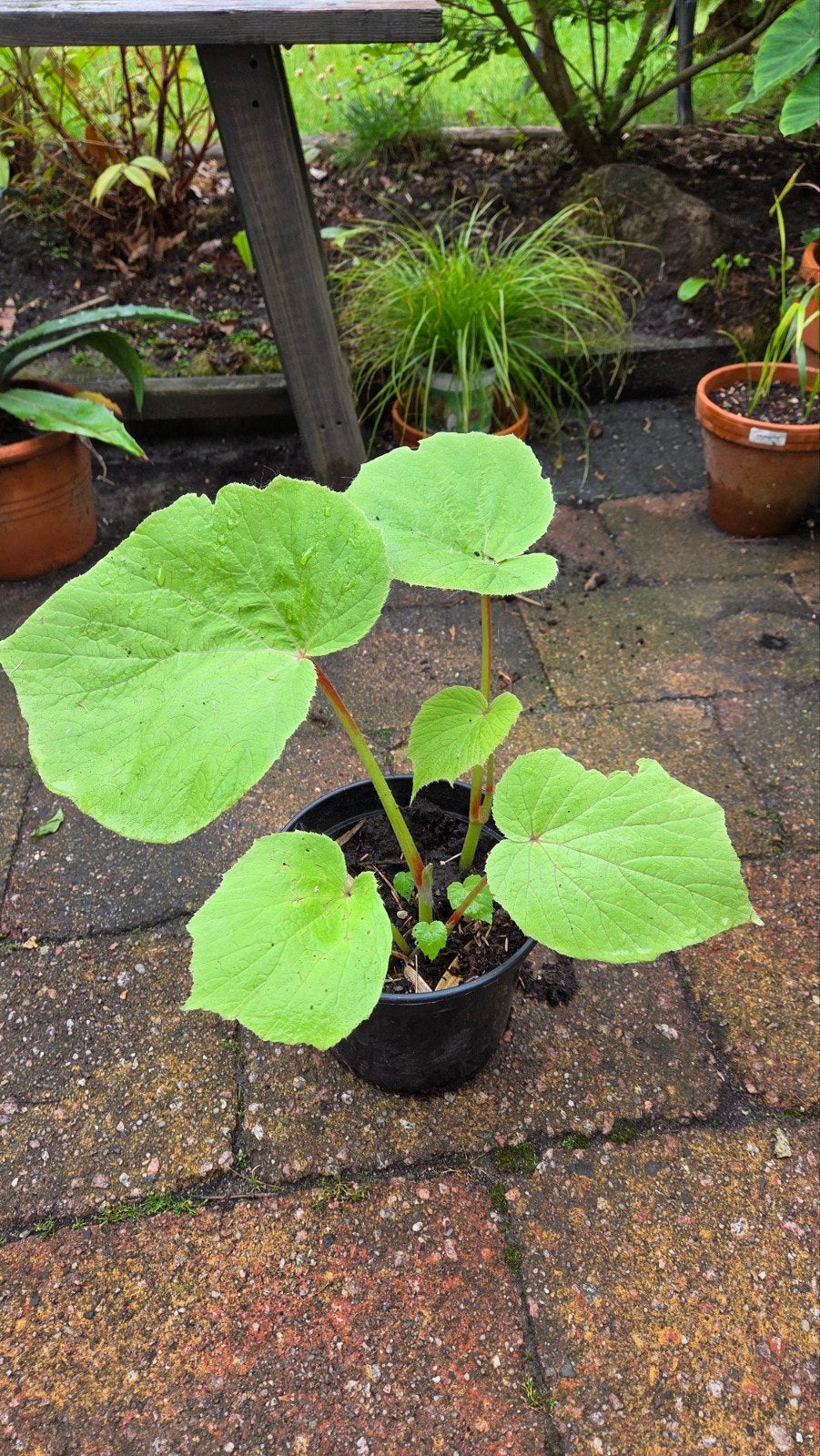 Begonia Grandis Torsa, Ophalen, Vaste plant, Overige soorten, Halfschaduw