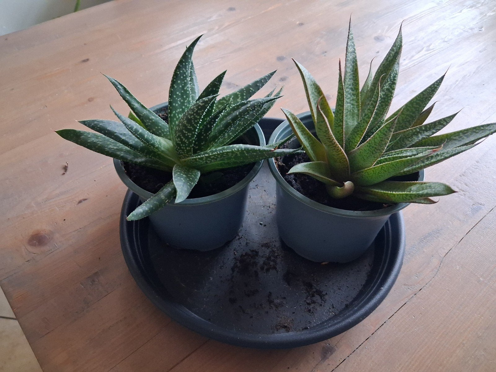 Twee planten in plastic pot, Ophalen, In pot, Halfschaduw, Minder dan 100 cm