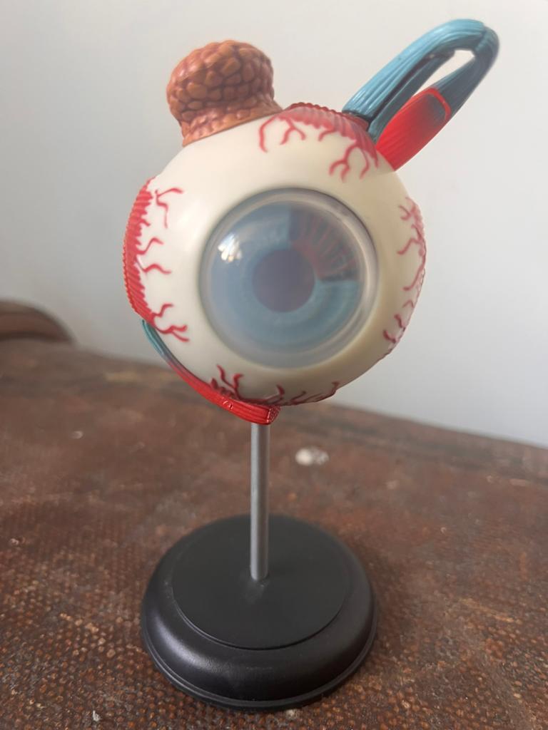 Anatomisch Oogmodel - Educatief en Decoratief, Antiek en Kunst, Ophalen of Verzenden