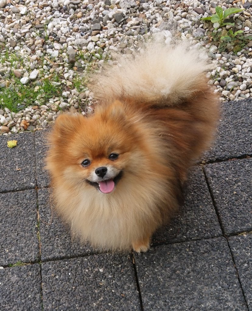 DWERGKEES/POMERIAAN PUPS GEBOREN, Keeshond, CDV (hondenziekte), 8 tot 15 weken, Meerdere