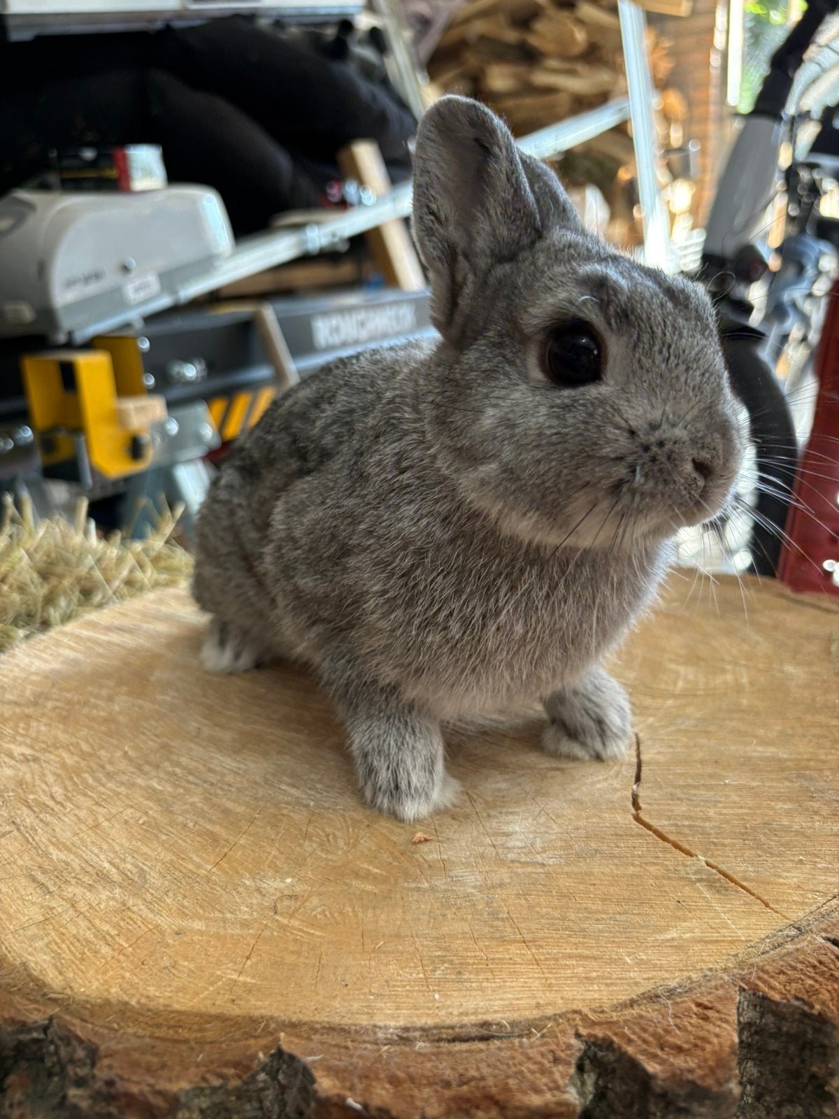 Mooie lieve chinchilla ram, Mannelijk, Dwerg