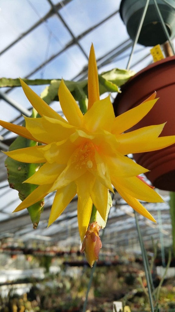 50 Epiphyllum stekken - naamloos 8 kleuren gemengd (m2457180200 ...