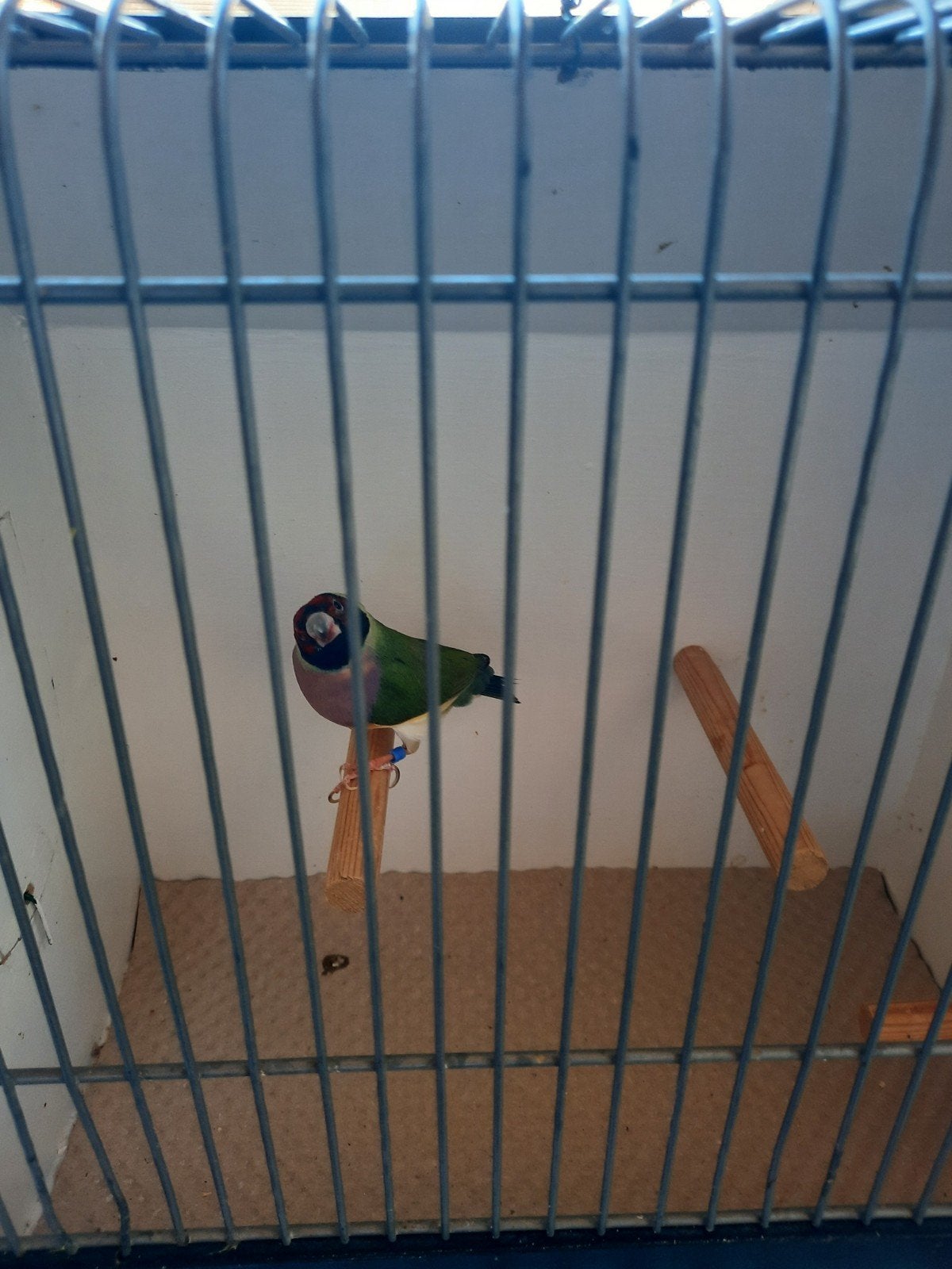 gouldamadine pop, Vrouwelijk, Tropenvogel