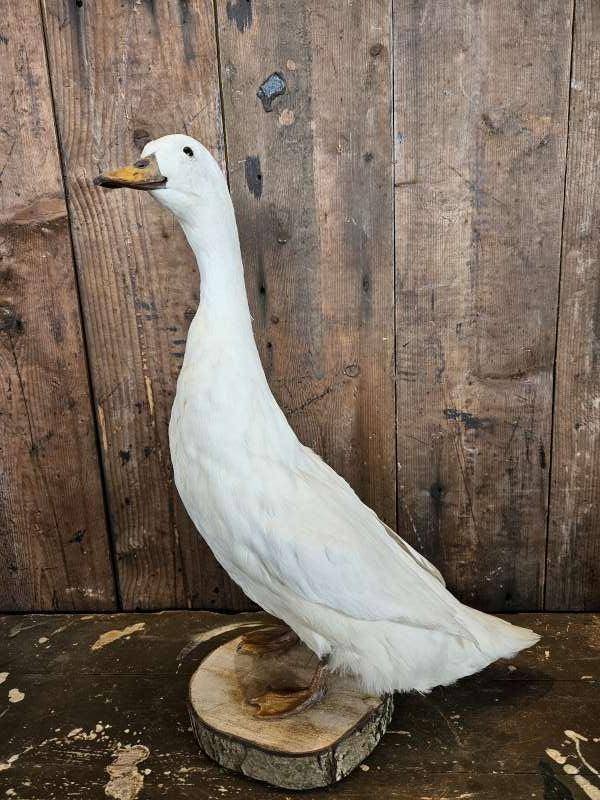 opgezette loopeend ``WOONWINKEL RUSTIEK``, Ophalen of Verzenden, Zo goed als nieuw, Vogel, Opgezet dier