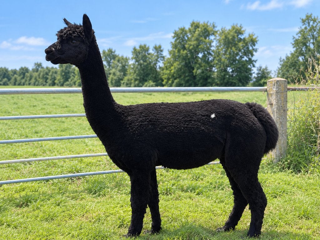 Zwarte alpaca hengst – 4 jaar – AAB geregistreerd, April, Mannelijk