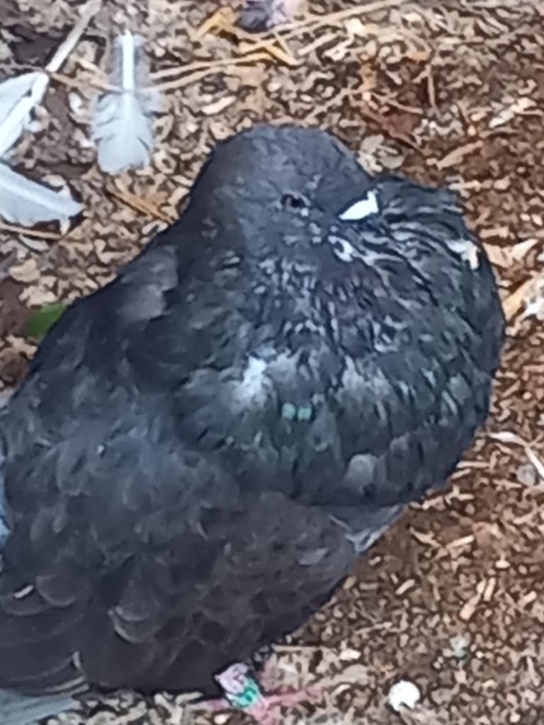 Haagse til duiven lokkers, Meerdere dieren, Kropper