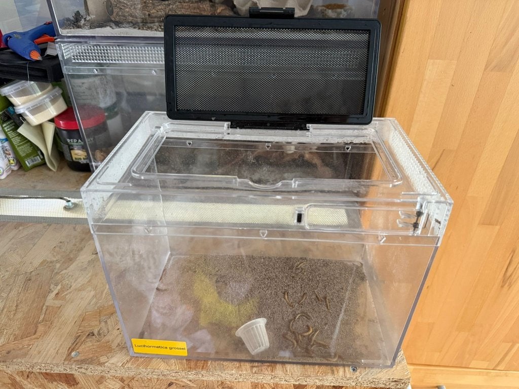 reptielen of insecten of planten hokjes, Ophalen, Zo goed als nieuw, Terrarium of Paludarium