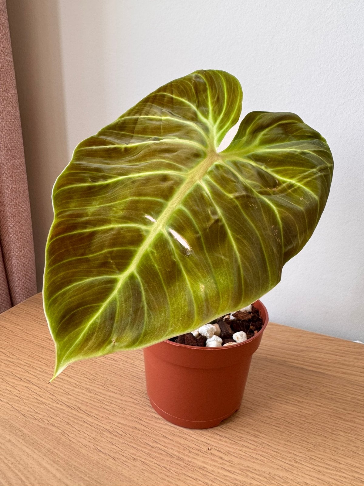 Philodendron 'El Choco Red' | gewortelde stekken, Huis en Inrichting, Kamerplanten, Ophalen of Verzenden, Halfschaduw, Minder dan 100 cm
