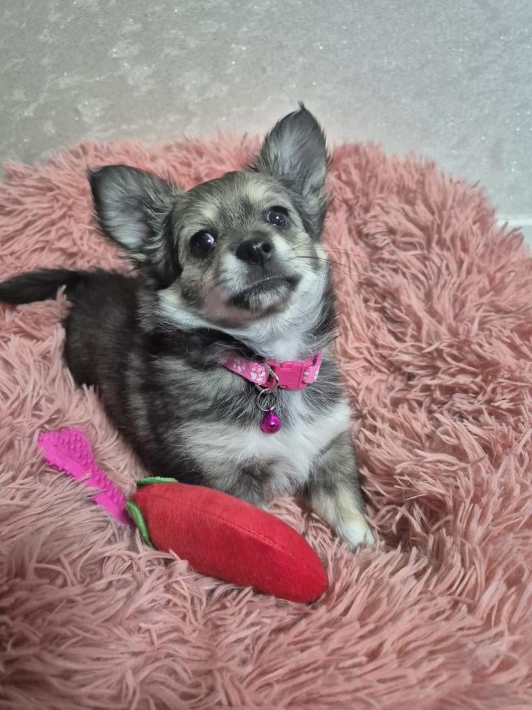 Prachtige pomchi pup zoekt gouden mandje, 8 tot 15 weken, Teef, Parvo, Eén hond