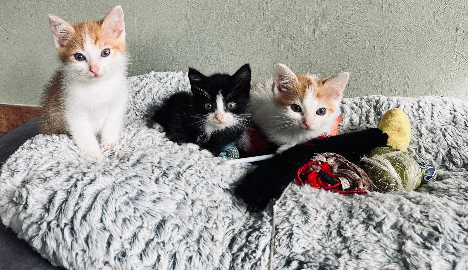 4 kittens beschikbaar, Dieren en Toebehoren, Meerdere dieren