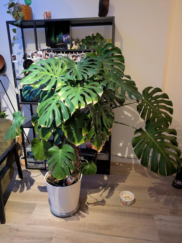 Grote Monstera Deliciosa incl. pot en mosstokken, Huis en Inrichting, Kamerplanten, Ophalen, Overige soorten, Halfschaduw, In pot