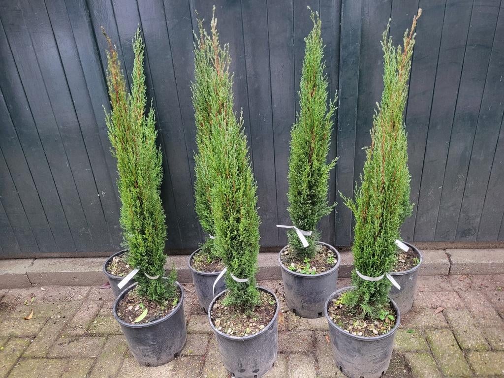 Cupressus sempervirens nu uitzoeken €29.99, Ophalen of Verzenden, Minder dan 100 cm
