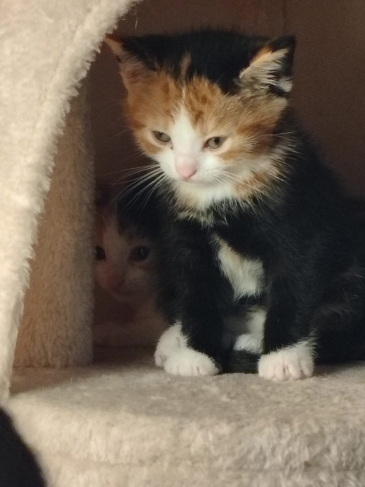 Kitten vrouwtje, Dieren en Toebehoren, Poes