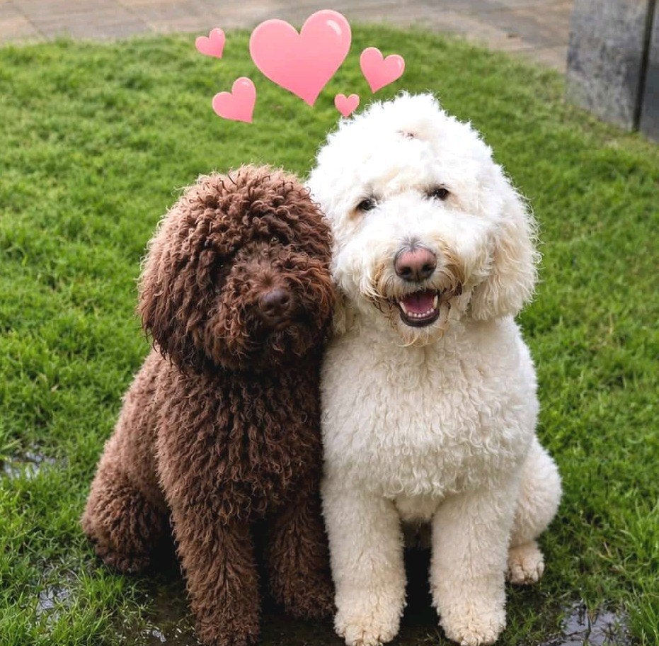 Goldendoodle pups geboren 18-6-2026, Parvo, Overige rassen, 8 tot 15 weken, Meerdere
