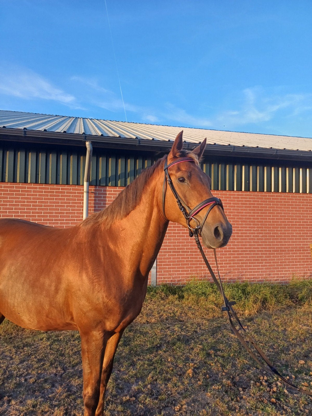 Lieve KWPN merrie, Dieren en Toebehoren, Merrie, 160 tot 165 cm, Recreatiepaard, 11 jaar of ouder