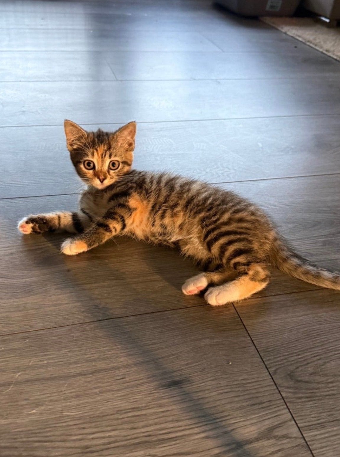 2 kittens zoeken met spoed een liefdevol huisje 🐾🤎, Dieren en Toebehoren, Meerdere dieren