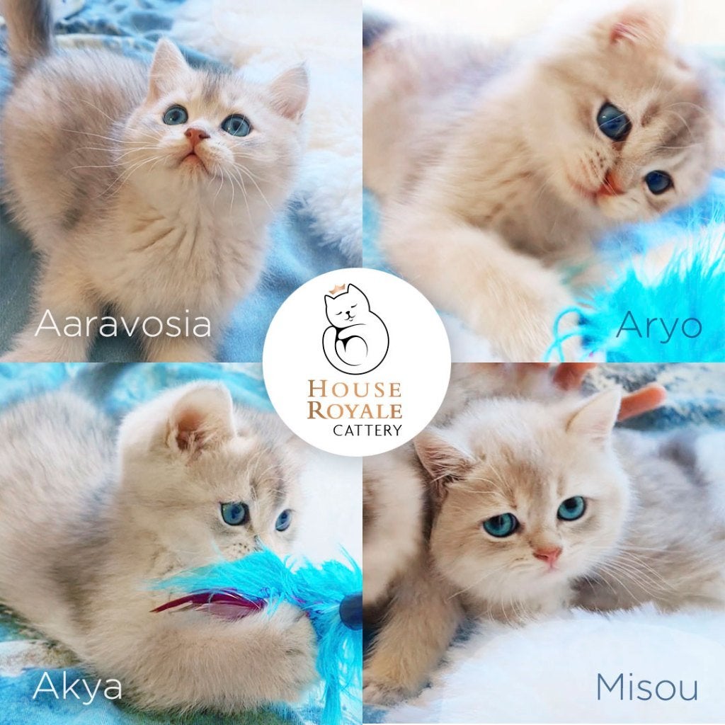 De mooiste en liefste Britse Korthaar kittens met stamboom, Meerdere dieren, Met stamboom, 0 tot 2 jaar