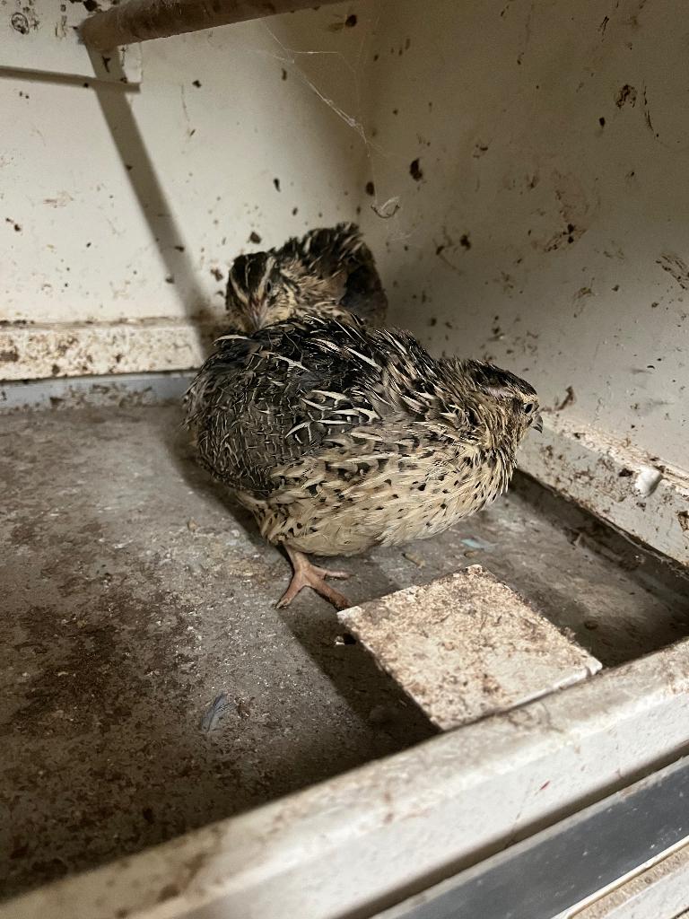 Japanse kwartel hennen, Dieren en Toebehoren, Vrouwelijk, Overige soorten