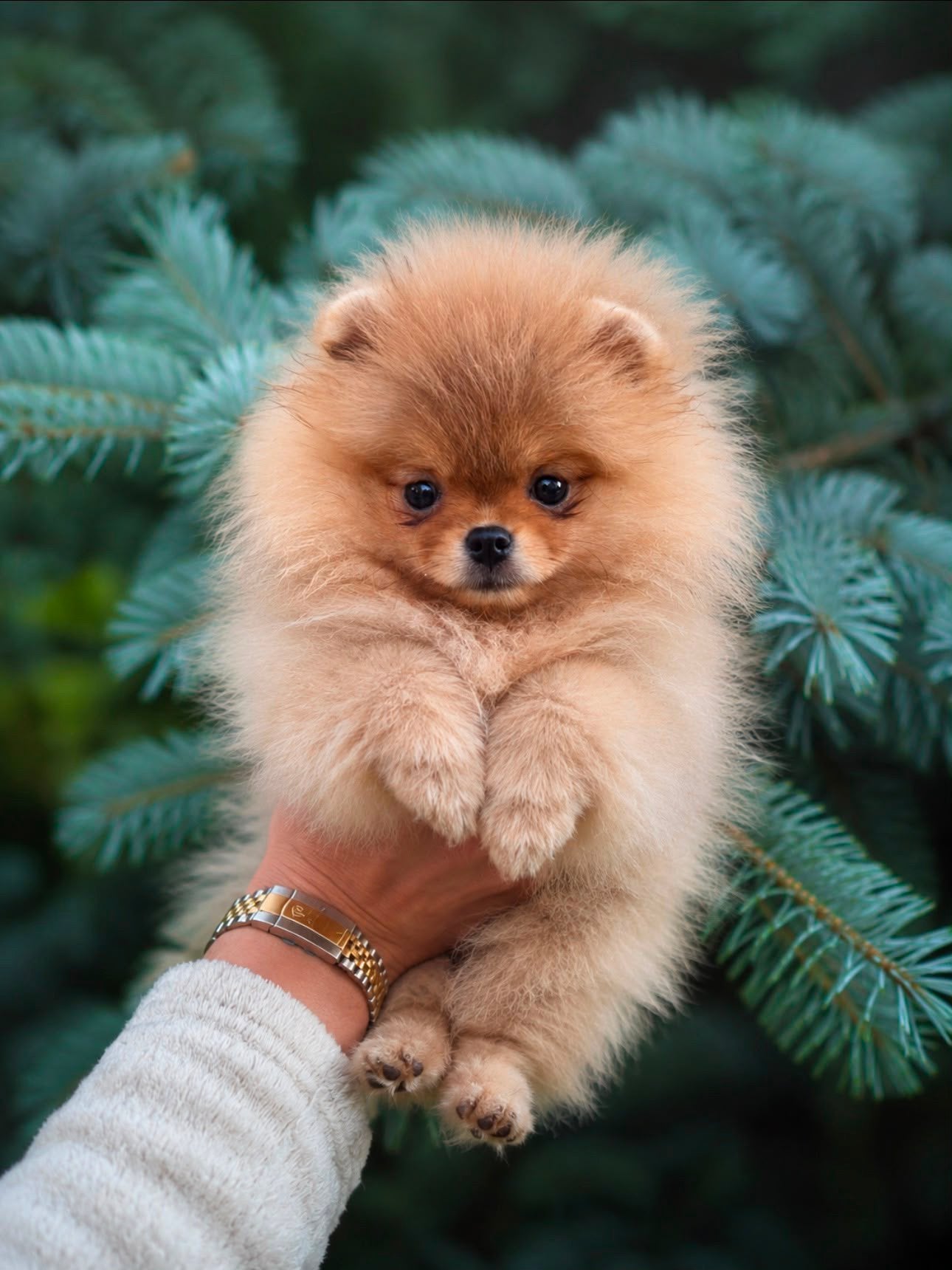 Pomeranian teefje mirco size, Dieren en Toebehoren, Particulier, Keeshond, 8 tot 15 weken, Buitenland