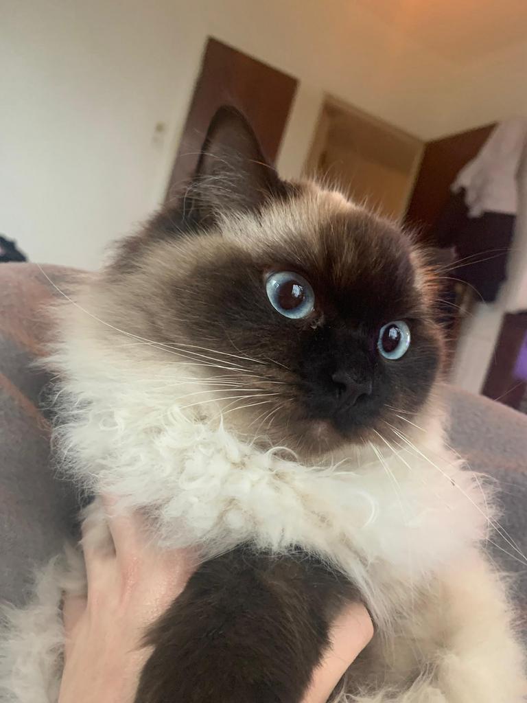 Ragdoll dek kater gezocht, Dieren en Toebehoren