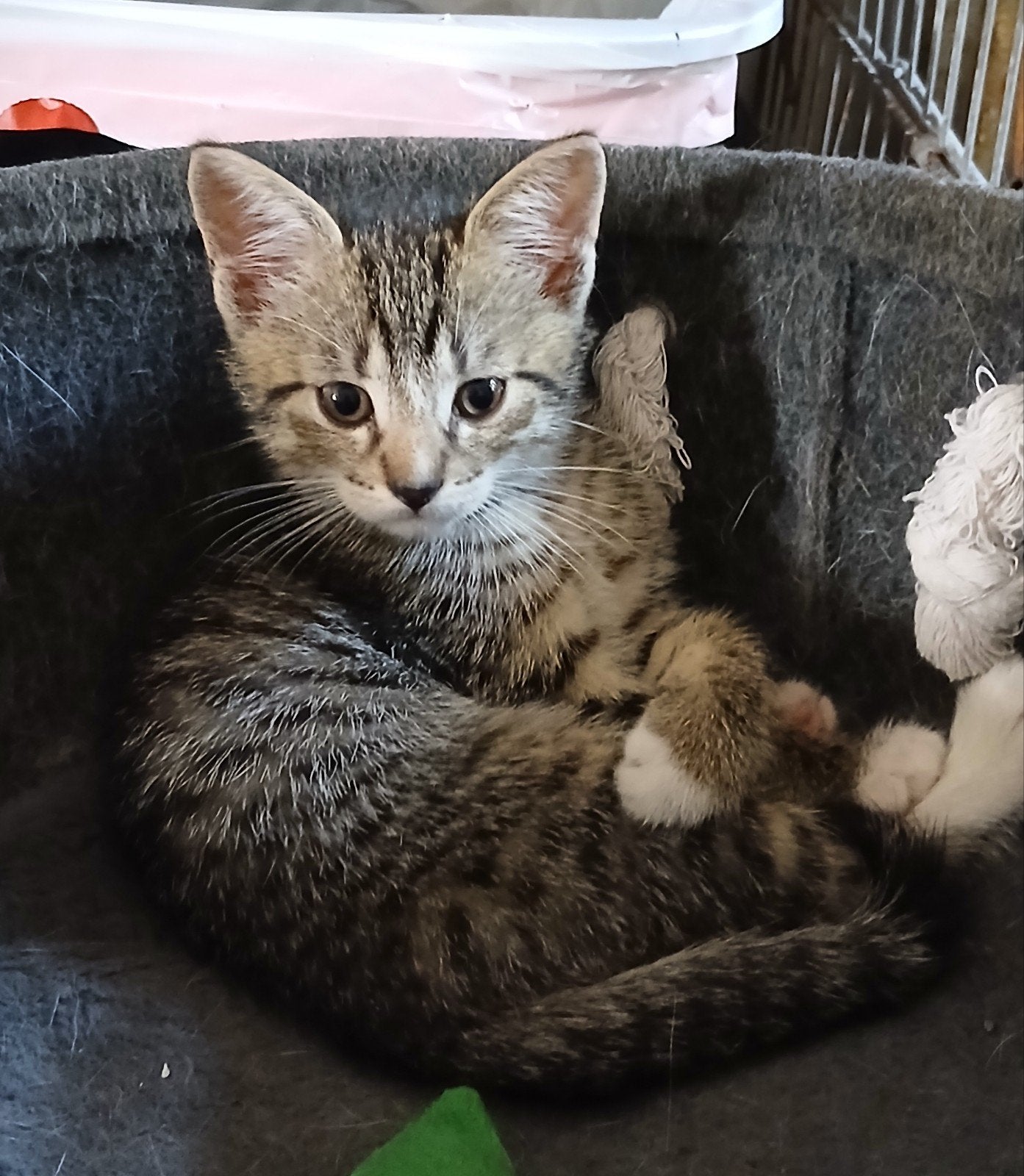 Prachtige tijgerprint kitten. Lief en gesocialiseerd, Poes, Kortharig, 0 tot 2 jaar