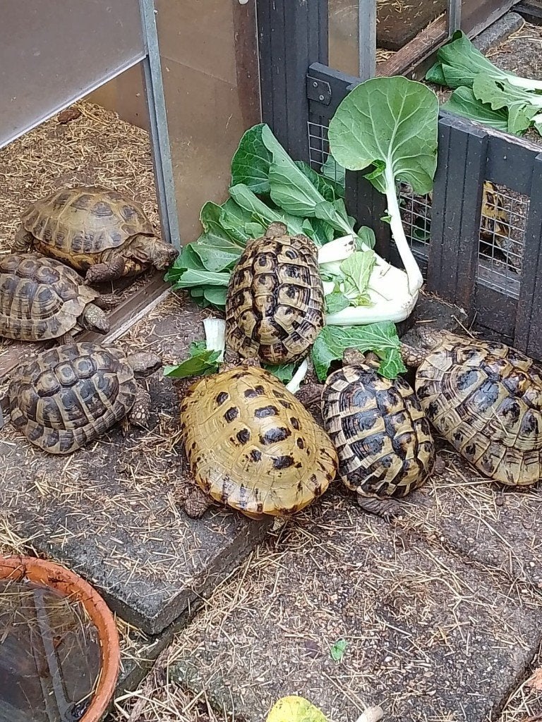 land schildpadden, Dieren en Toebehoren, Schildpad, 3 tot 6 jaar