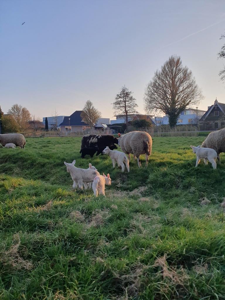 Stukje land voor schapen
