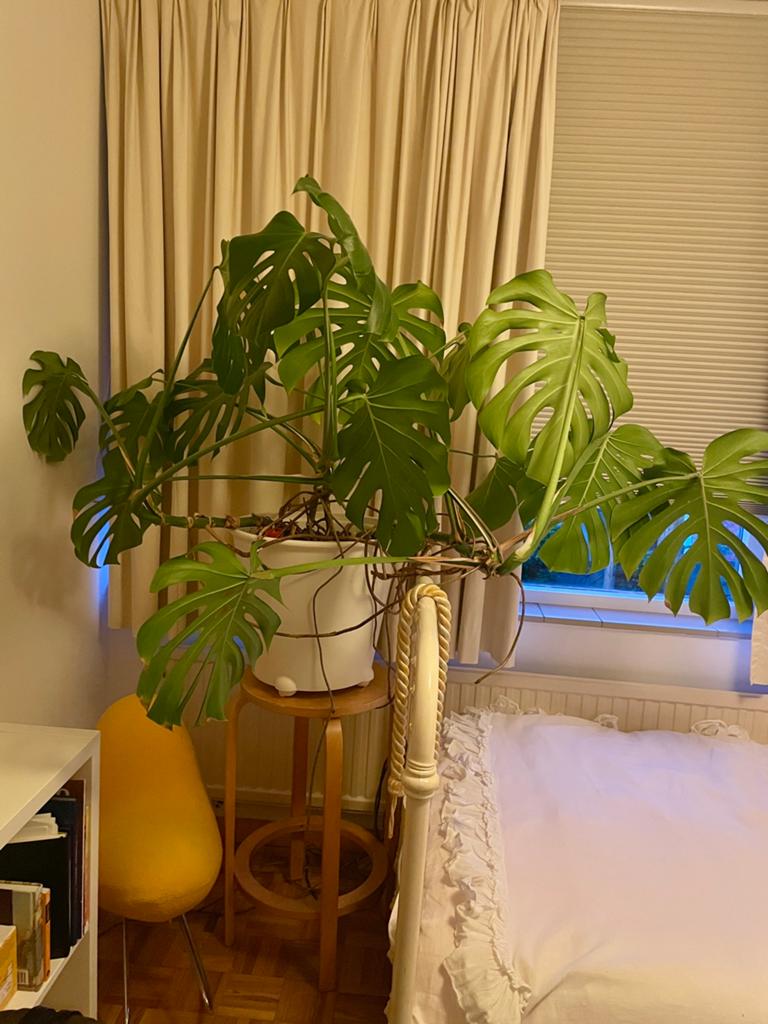 Grote Monstera Deliciosa / kamerplant, Ophalen, Halfschaduw, 100 tot 150 cm