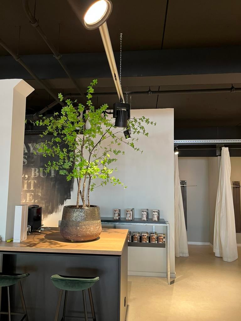 Zijden kunstplant in aardewerk pot, Huis en Inrichting, Woonaccessoires | Kunstplanten en Kunstbloemen, Binnen, Groen, 195 cm