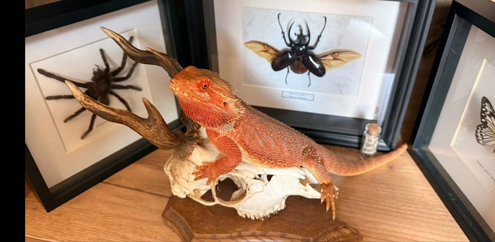 Baardagaam man Bearded Dragon photo 6