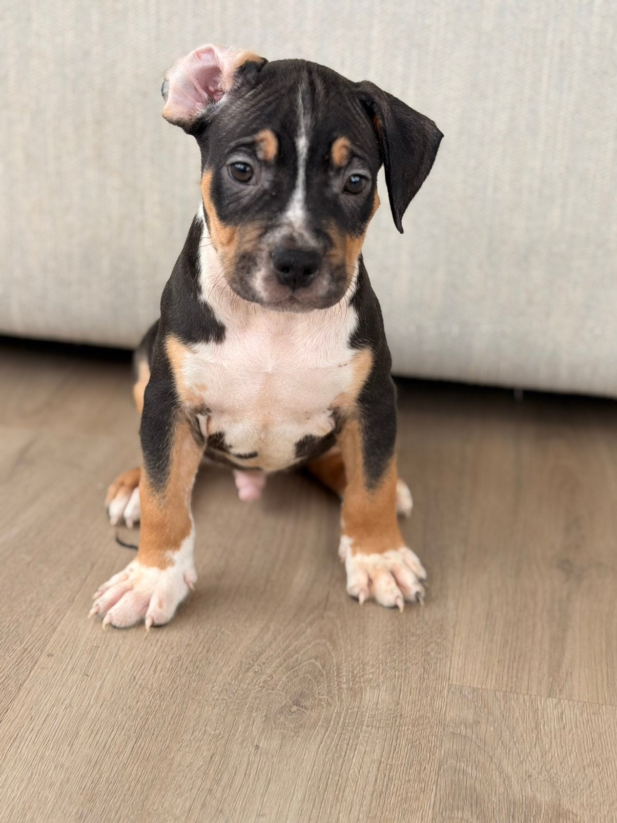 AMERICAN BULLY XL PUPPYS 7 WEKEN OUD!, 8 tot 15 weken, Bulldog, Meerdere, Meerdere dieren