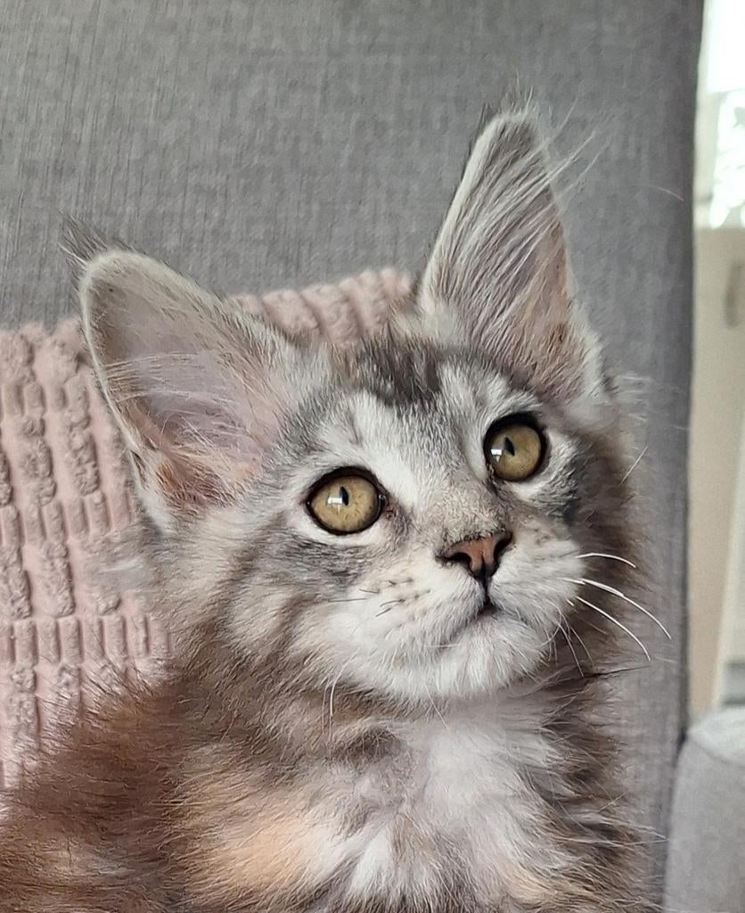 Maine coon poesje met stamboom (optie t/m donderdag), Dieren en Toebehoren, Katten en Kittens | Raskatten | Langhaar, Poes, Met stamboom