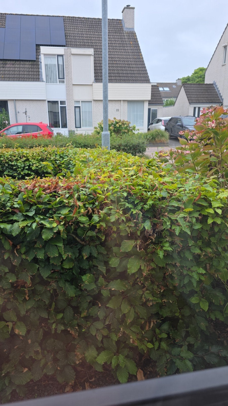 beukenhaag  gratis zelf uitgraven, Tuin en Terras, Planten | Struiken en Hagen, Ophalen of Verzenden, Beukenhaag, 100 tot 250 cm