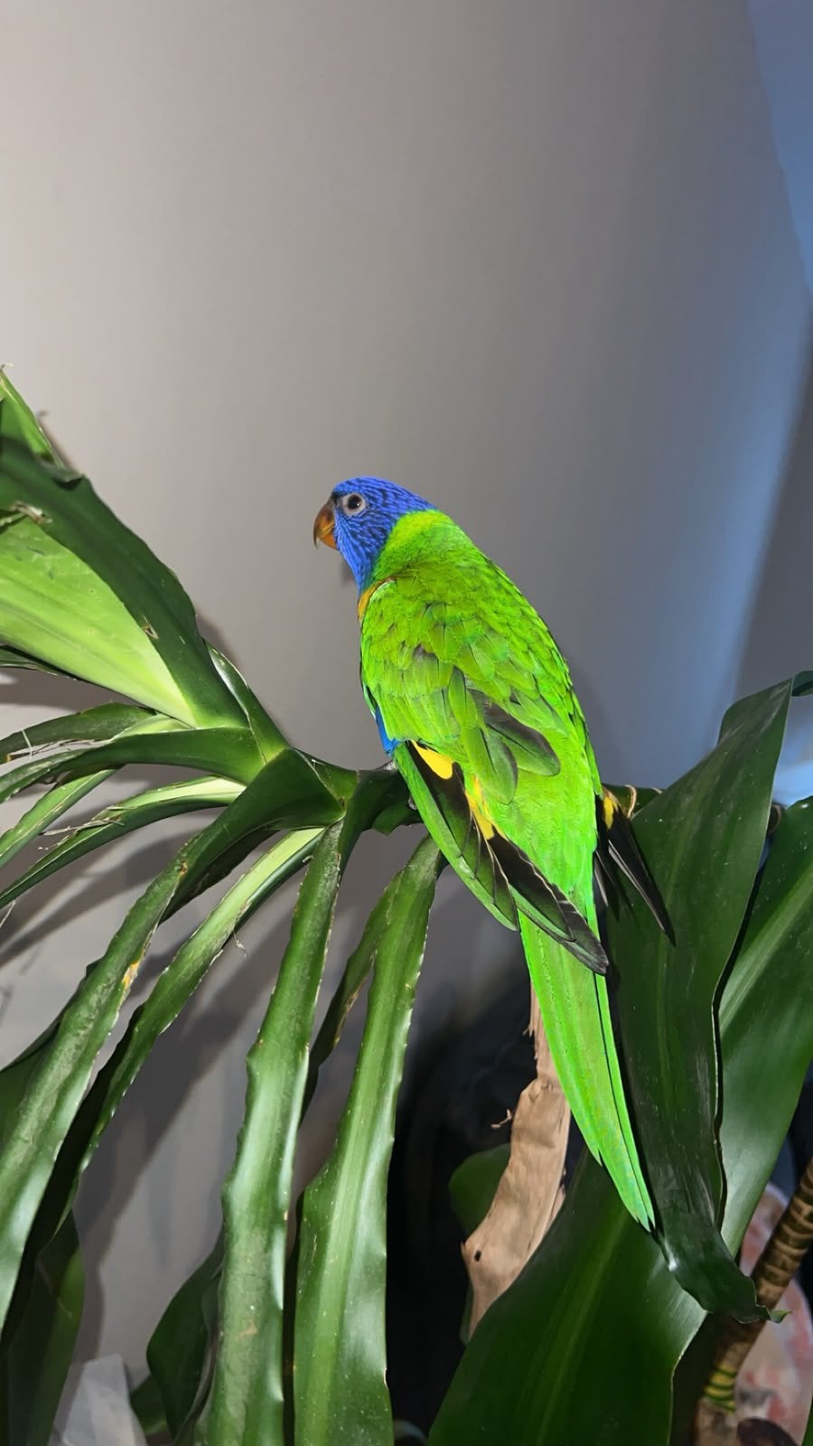 Lori van de blauwe bergen papegaai 13 WEKEN OUD!!! Super TAM, Dieren en Toebehoren, Vogels | Parkieten en Papegaaien, Geslacht onbekend